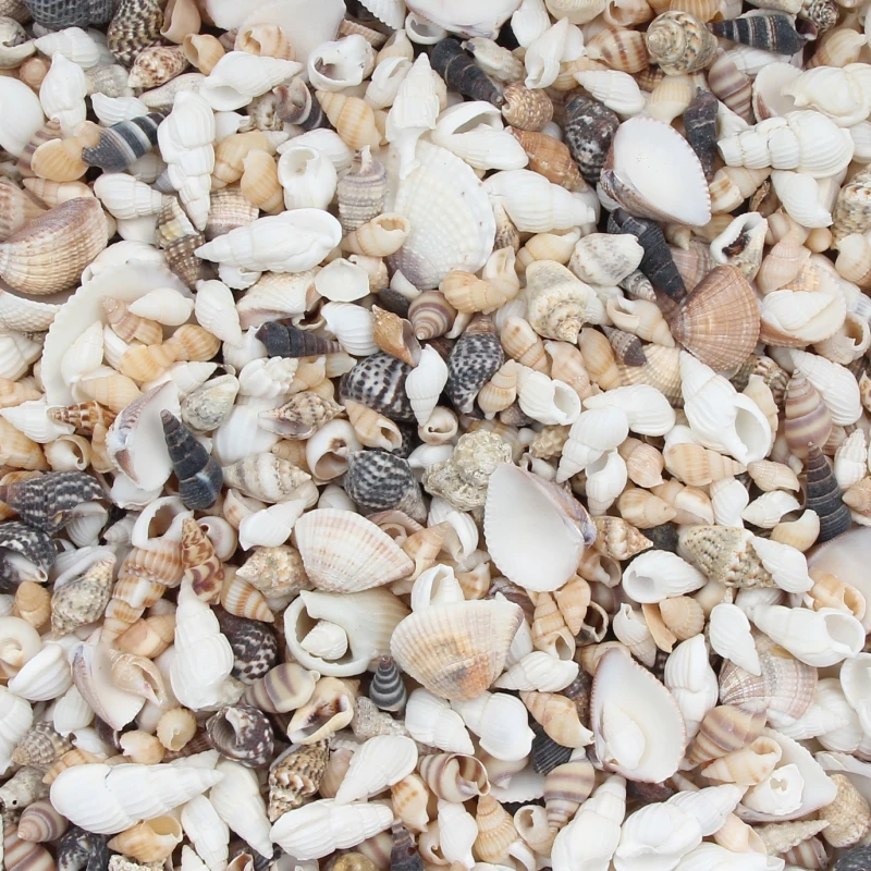 20 gramos Mix Natural mar conchas de Caracol Coquillage playa decoración arte Diy estilo marinero de tanque de peces de mar conchas de Caracol Adorno