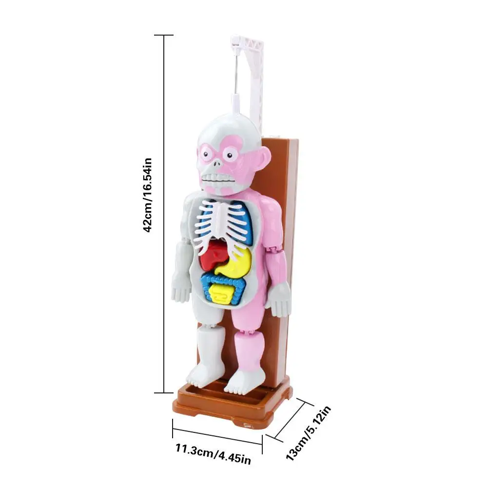  New 4D Assembled Model Human Body Model Teaching Model Puzzle Assembling Toy Desktop Game Model For - 4000376021494