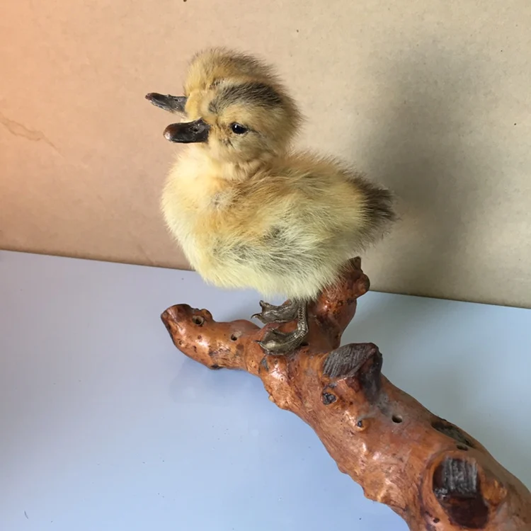 Taxidermy duck two headed yellow duckling oddity gift,#a3