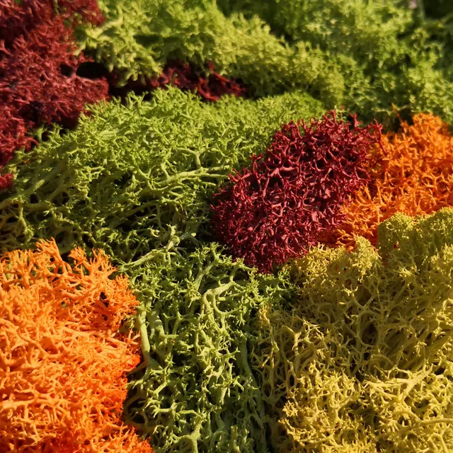 30g Lichen Moss Cluster for Bushes Model Trees Foliage Scale Model Building Material Miniature Tree Model Diy Layout Dioramas 4