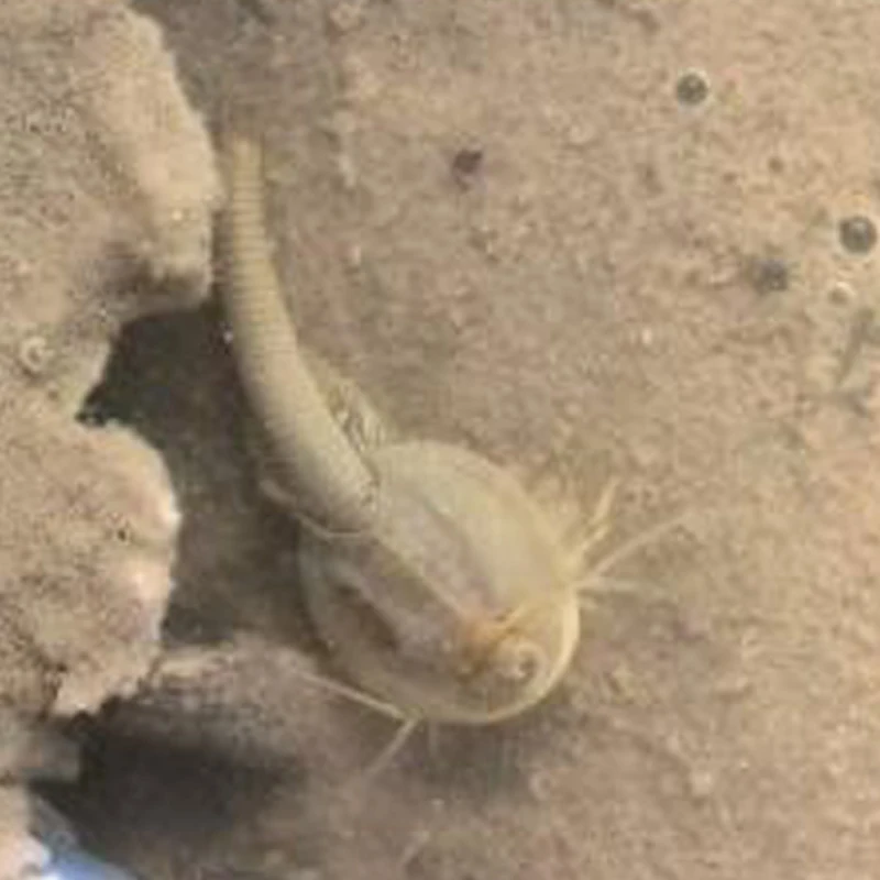 

50PCS 15mm L Sea Monkeys Monkey Magic Living Animals Fairy Brine Shrimp Growing Live Artemia Salina Crayfish Prawns Science Toys