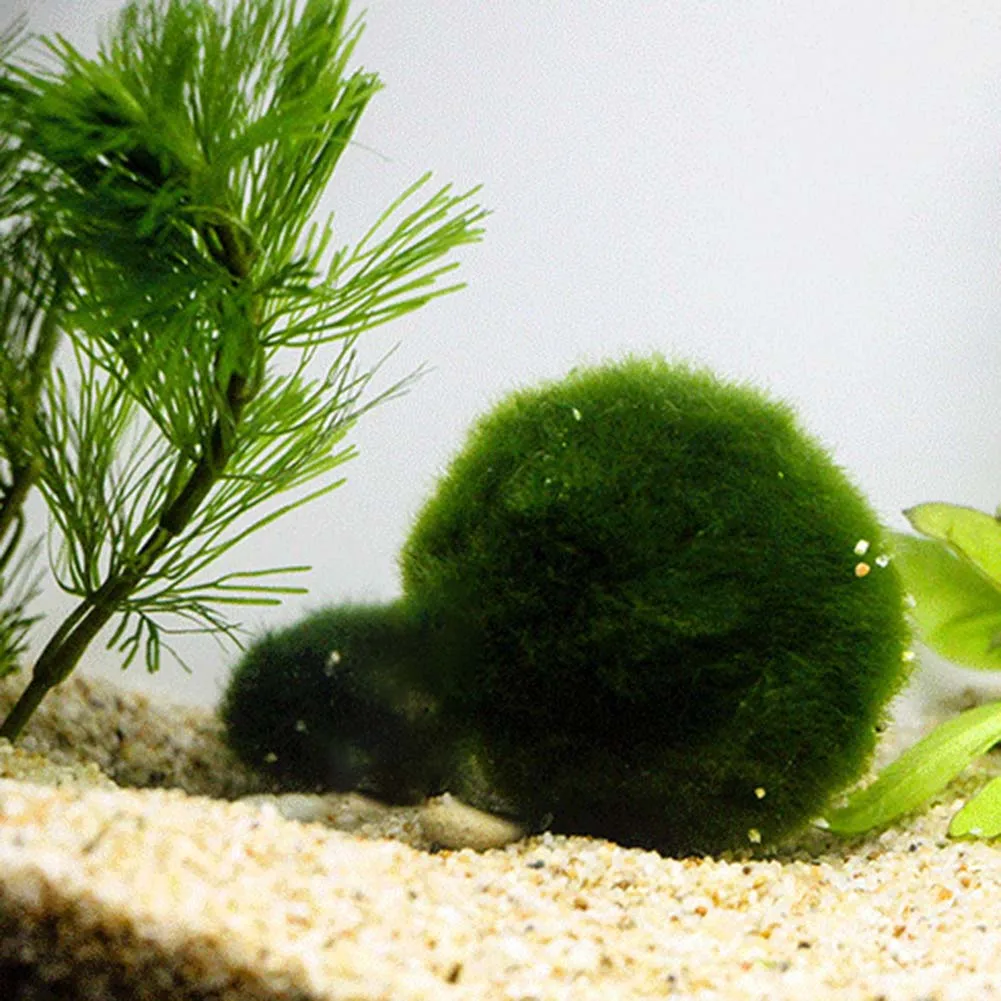 Зеленый шар из Водорослей Аквариум ландшафтное украшение настоящая водная трава семенное растение живой шарик из морской водоросли ленивый шар из водорослей