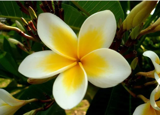 100 шт домашний сад Frangipani PLUMERIA Rubra Lei Яйцо цветок бонсаи semillas de flores