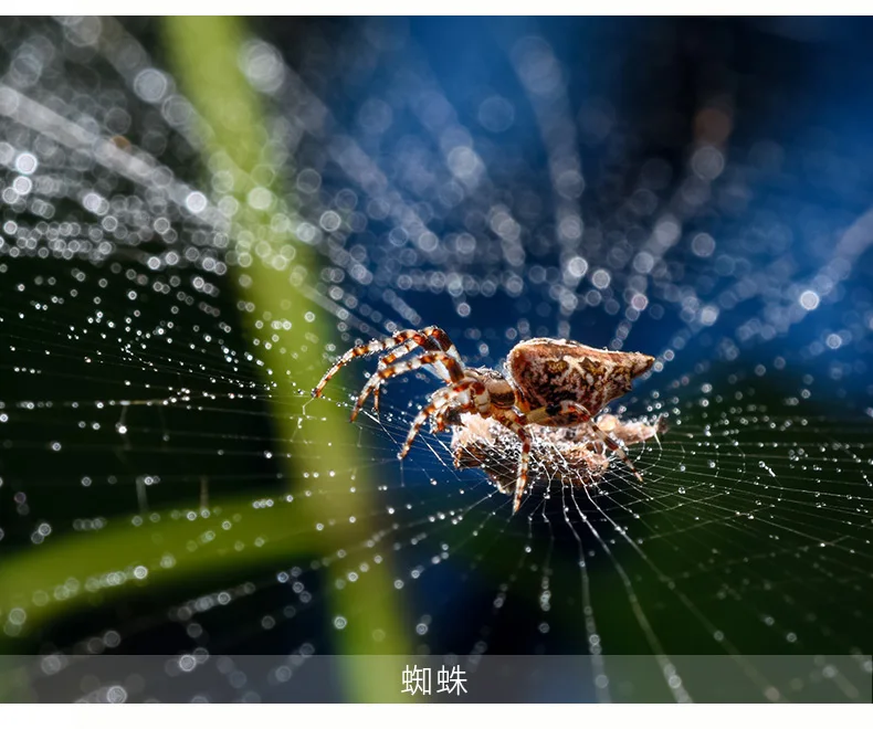 O1CN01Qknp6m1M45AMxzCzC_!!2583301380