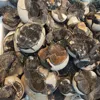 Wholesale natural septarium crystal egg geode septarian quartz stone geode Crystals Healing Chakra home decoration 6