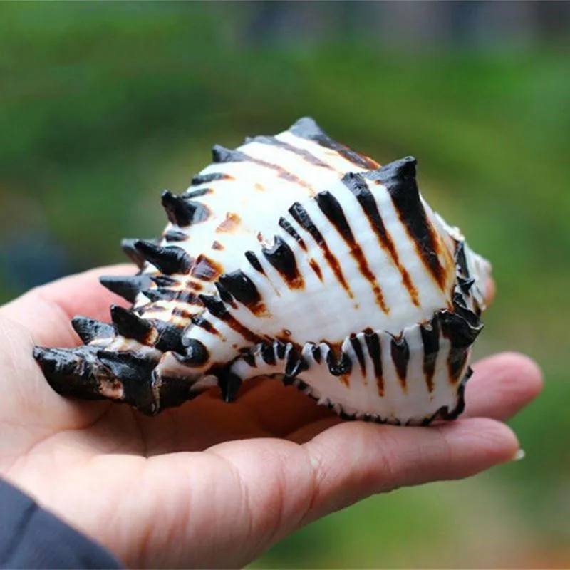 11-13cm Natural Black White Bone Snail Mediterranean Home Fish Tank Platform Landscape Coral Conch Shells Creative Craft Gift