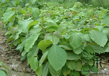 

Tectona Grandis C.P.Teak Nagpur Teak You Mu