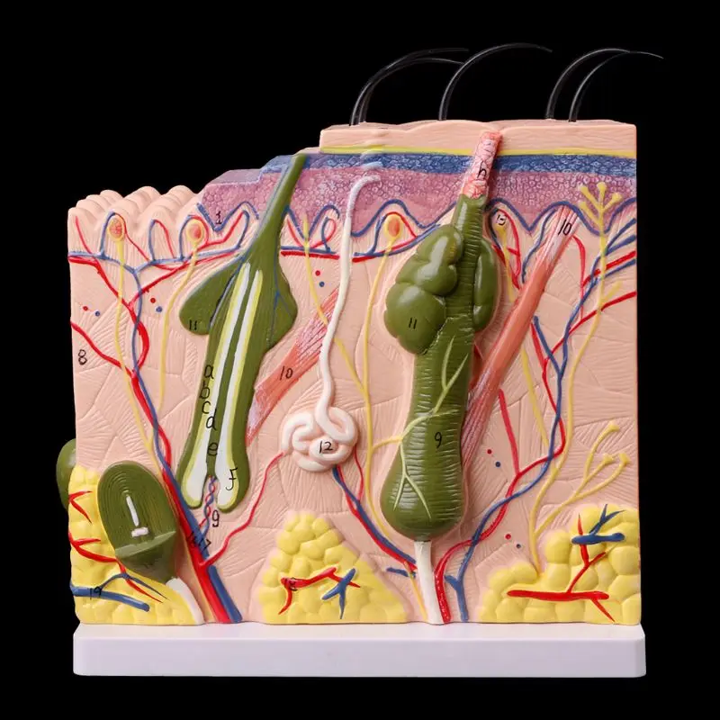 

Human Skin Model Block Enlarged Plastic Anatomical Anatomy Medical Teaching Tool R9UA