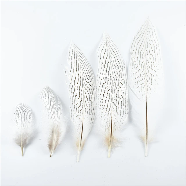 Silver Pheasant Tail Feathers - Natural - 8 - 12