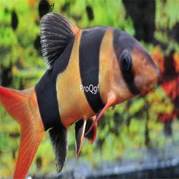 

Ngryise 1Pcs A Set Botia macracanthus