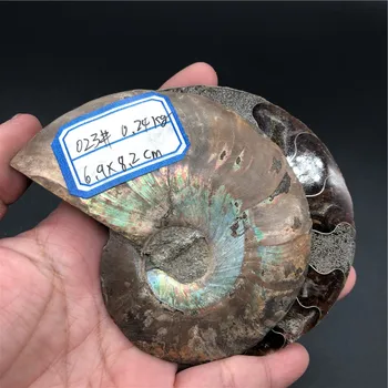 

madagascar natural split specimen shell pendant ammonite fossil for sale