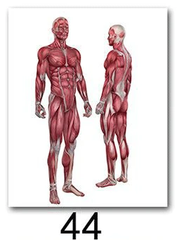 Анатомия человека, система мышц, художественный плакат, печать, карта тела, шелковые настенные картины для медицинского образования, домашний декор, новинка - Цвет: 44