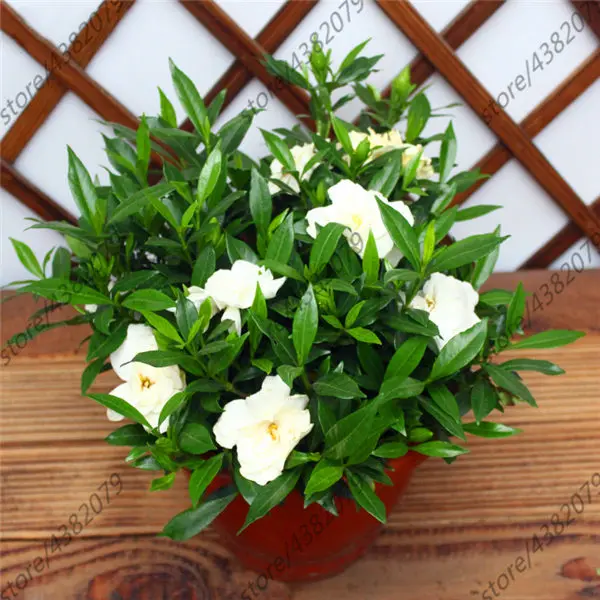 2pcs Gardenia