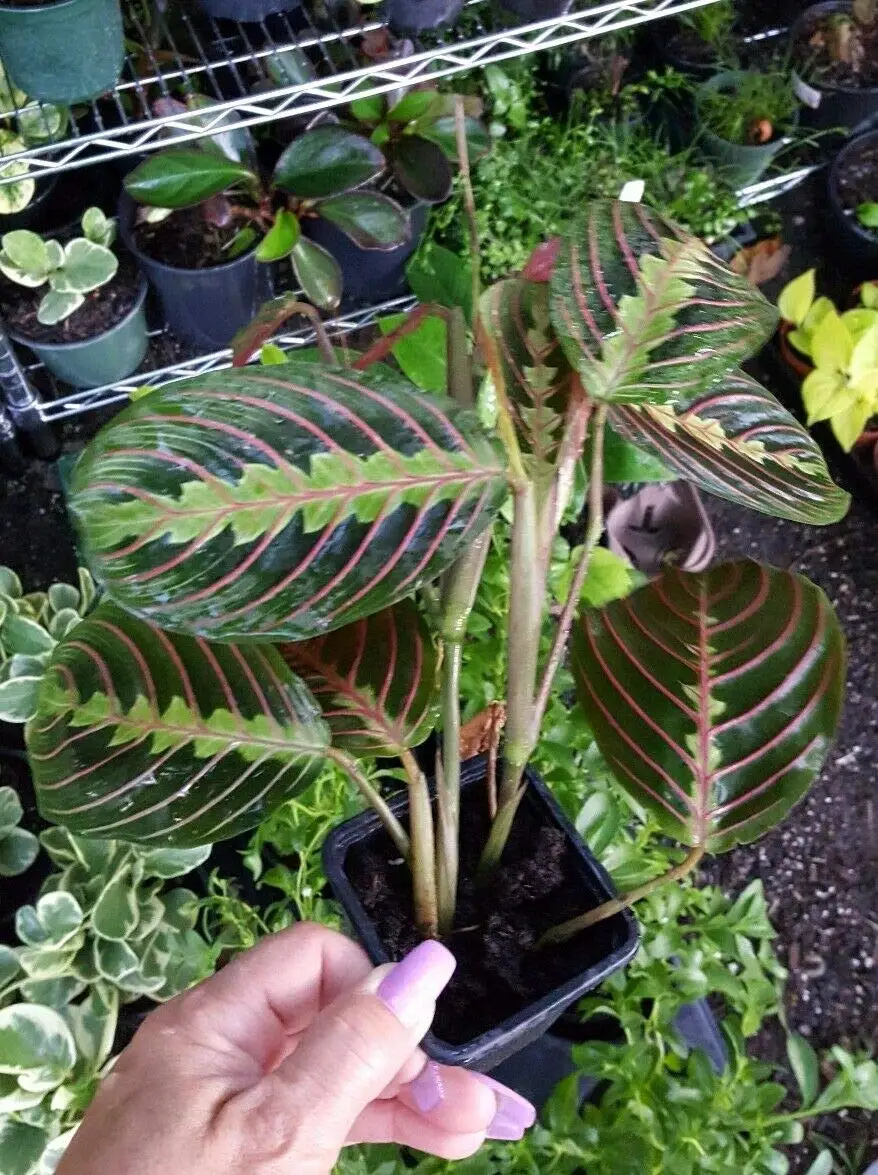 

10Pcs/Bag Maranta Bonsai Red Prayer Live Plant Zebra Prayer Plant Eazy To Grow Maranta Plant Hosta Free Shipping Balkon Hot Sale