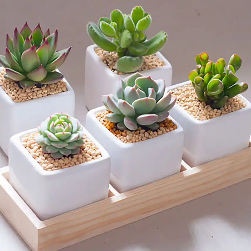 3 Grids Wooden Succulent Plants Fleshy Flower Pot Box Trays Garden Yard Home Decorative Containers Cactus Planter Flower Balsa 3 Multi Grain Succulents Plant Wood Tray Holder Stand Desktop Office Desk Planter