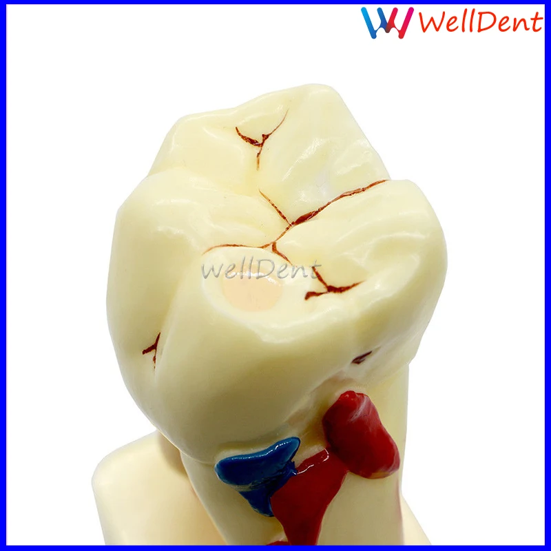 4-1-Dentist-Dental-Study-Lab-Tooth-Teeth-_57 (1)
