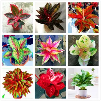 

Plant Flower Bath Salts Evergreen Trees Flowers Essence 100Pcs XZZ-309