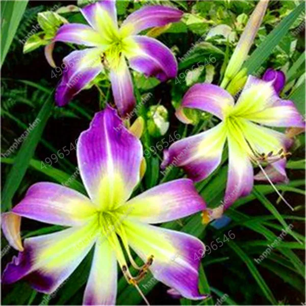 Sales-Large-Bonsai-Lilium-Flower-200-Pcs-Colorful-Lily-flower-Not-Lily-Bulbs-Rare-Plants-Potted.jpg_640x640 (5)