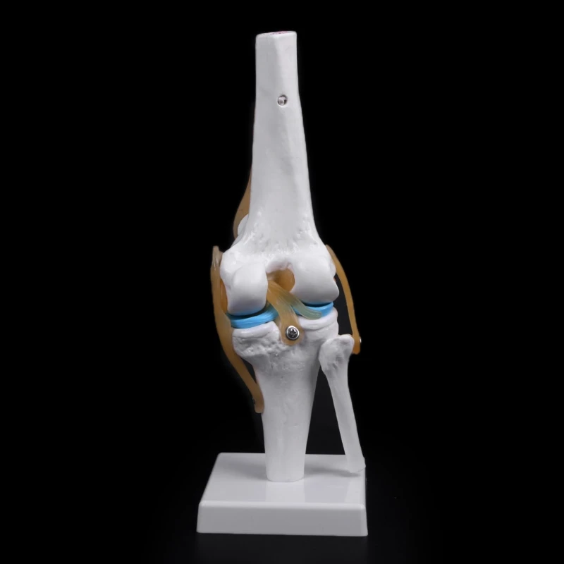 

Human Anatomical Knee Joint Flexible Skeleton Model Medical Learning Aid Anatomy LX9A