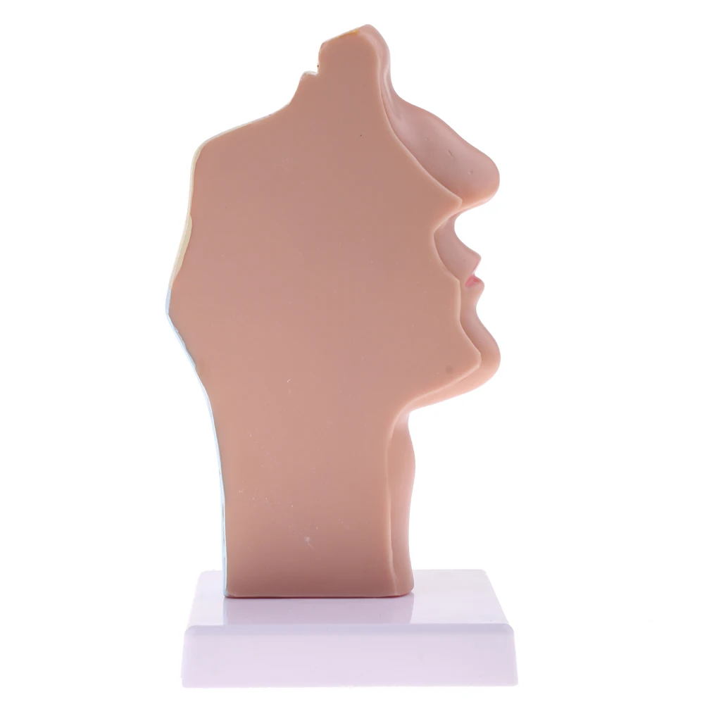 PVC Longitudinal Section of 1:1 Lifesize Human Nasal Oral Cavity Throat Pathology Model School Teaching Display Lab Ornament
