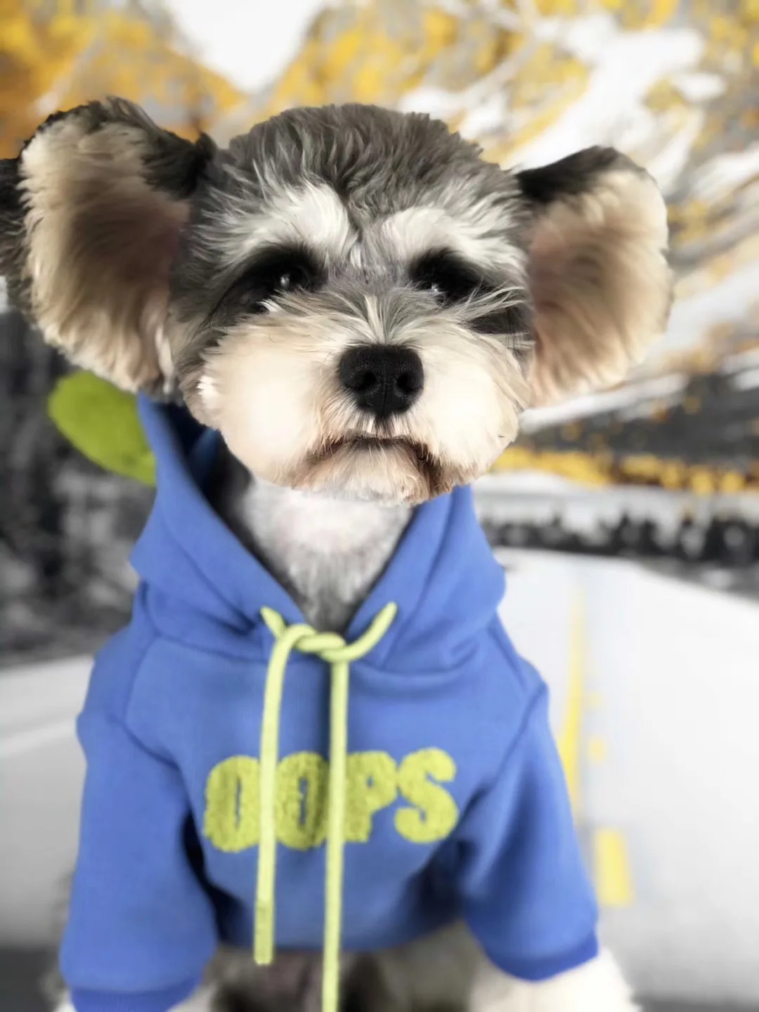 

Pet Dog Clothes Winter Warm Dog Coat Jacket for Dogs Hoodie Soft French Bulldog Clothes for Dogs Chihuahua Ropa Perro