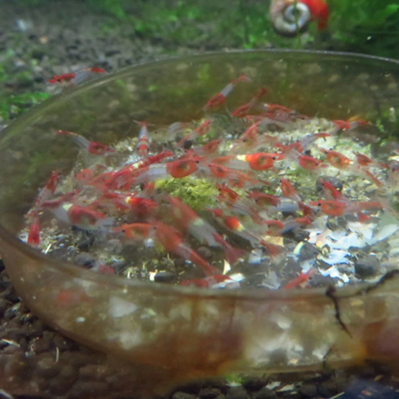 35g Crystal Red Shrimp Food Natural Spinach Mixed Ingredient Aquarium Fish Tank | Дом и сад