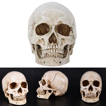

Statues Sculptures Resin Halloween Home Decor Decorative Craft Skull Size 1:1 Model Life Replica Medical High Quality