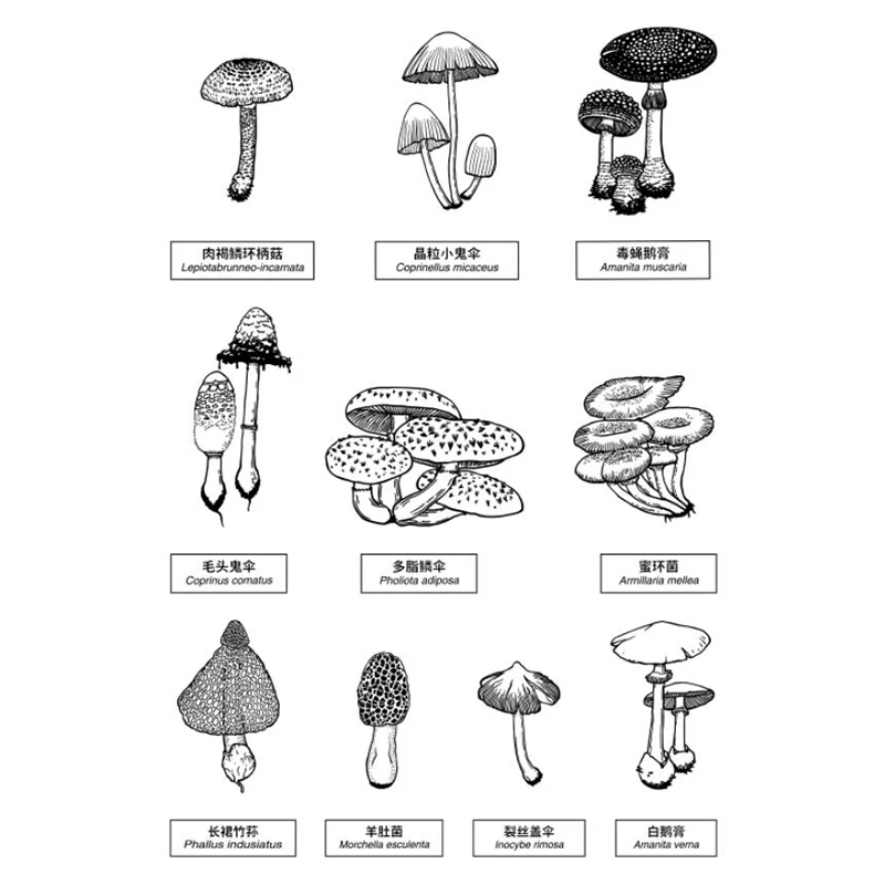 Прозрачные марки Mushroon 10 прозрачных резиновых штампов для скрапбукинга