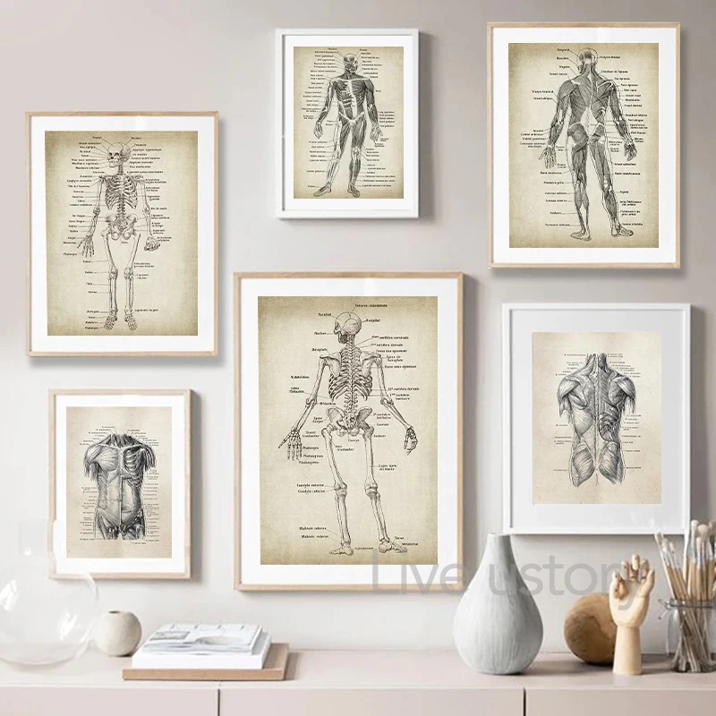 Dvbhd Stampe su telaSistema dell'apparato digerente Anatomia Poster Medicina Arte della Parete Scienza Medico Poster Acquerello Tela Quadri Home Decor60x90cm x1 Senza Cornice