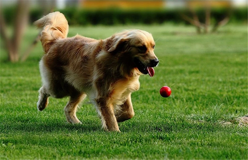 Золотистый ретривер, Питбуль пищалка для щенят собачий мяч для игрушек головоломка тренировка домашних собак Игрушки для маленьких и