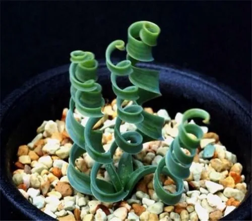 100 шт свежий настоящий альбукка намакенсис пекарь-Tanhuangcao-Succulent F Oosementes