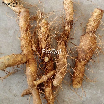 

Ngryise 3Pcs A Set Polygonatum odoratum