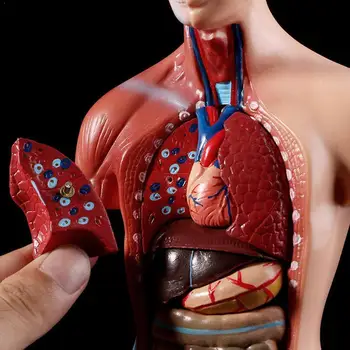 

High-end Medical Internal Organs Heart System Structure Model Human Trunk 28cm Anatomical M3C5