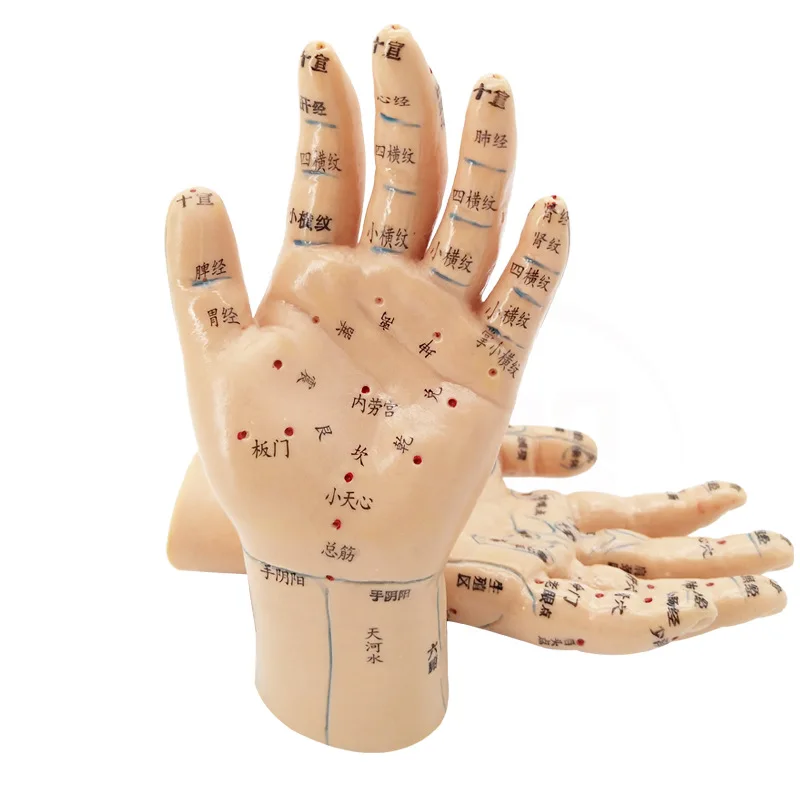 Model 手模 hand acupuncture teaching model Super clear lettering Acupuncture point 