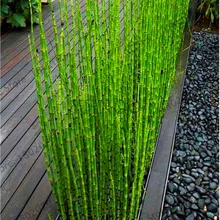 Подлинный! 20 Мини moso Bamboo flores bamboo plantas бонсай сад бонсай горшки для балкона Начинающий уровень 90% DIY для домашнего сада pl