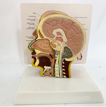 

Human Anatomical Brain Greys Anatomy Stepper Trainer Medical artificial Skeleton Medical Instruments Supplies Traumatism Pistol