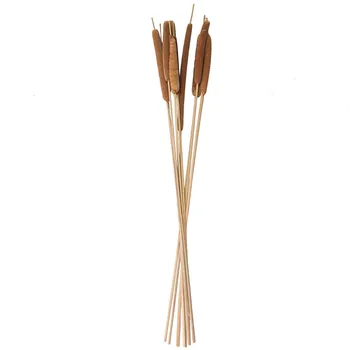 

6pcs Dried Natural Spike Of Cattail Real Reed Mace Flowers Bouquets Wedding Bridal Decorative Flower Home Decoration