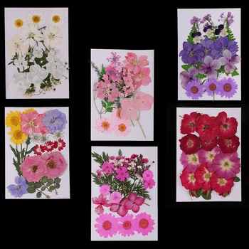 

6 Bags Mixed Real Dried Pressed Flowers Assorted Colorful Daisies for Art Craft DIY Silicone Coaster Resin Molds