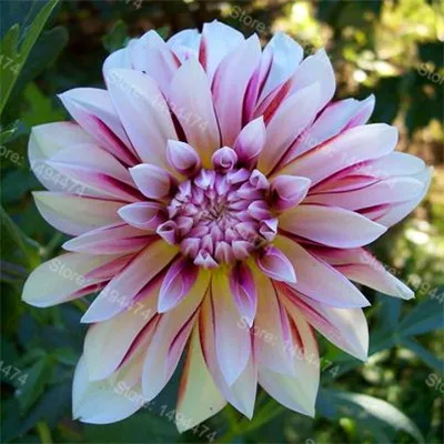 Редкий Dahlia бонсай, сладкий картофель Dahlia цветочное растение, красивые Многолетние цветы Dahlia pinnata flores для домашнего сада 100 план - Color: Orange