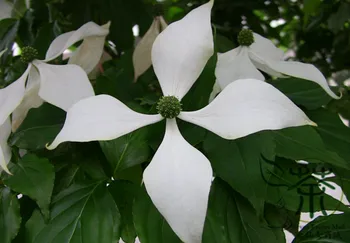 

Dendrobenthamia Angustata Cornus Elliptica Jian-Ye Si-Zhao-Hua