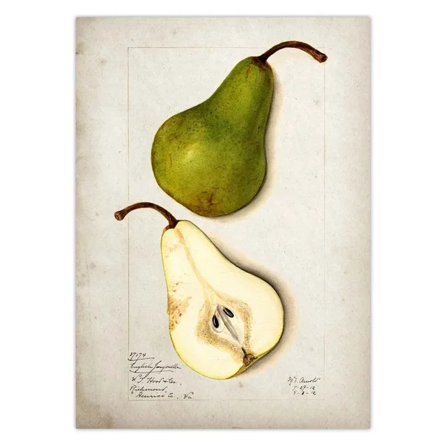 Fruit-Kitchen-Poster-Vintage-Poster-Antique-Pear-Apple-Orange-Pineapple-Wall-Art-Decorative-Picture-Kraft-paper.jpg_.webp_640x640 (21)