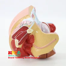 Модель анатомии женской мочевой и половой матки модель планирования семьи модель обучения медицине Mszxt007