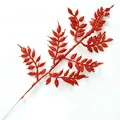 Red C