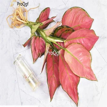 

Ngryise 2Pcs A Set Aglaonema hot