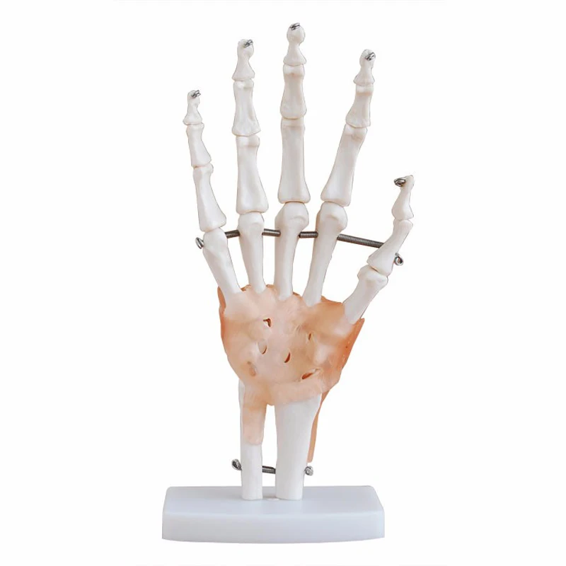 Human Hand Joint Anatomy Model Medical Science Teaching Resources