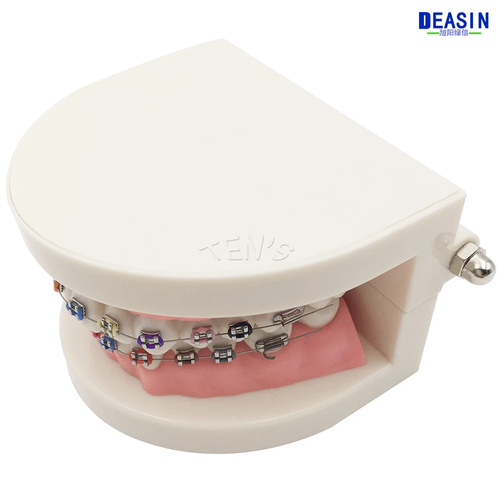 便宜牙模 (1)