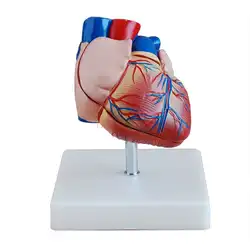 Grand cœur modèle d'anatomie du cœur, système aérobique athéroveineux, Structure de Circulation lunaire, enseignement 