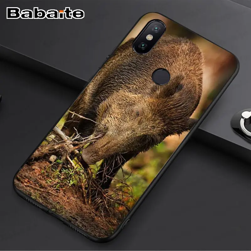 Wild Boar pig animal