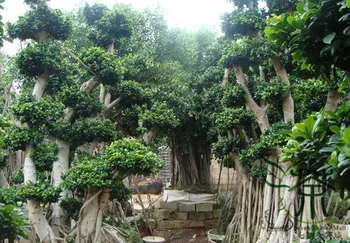 

Ficus Microcarpa Chinese Banyan Curtain Fig Xi-Yerong