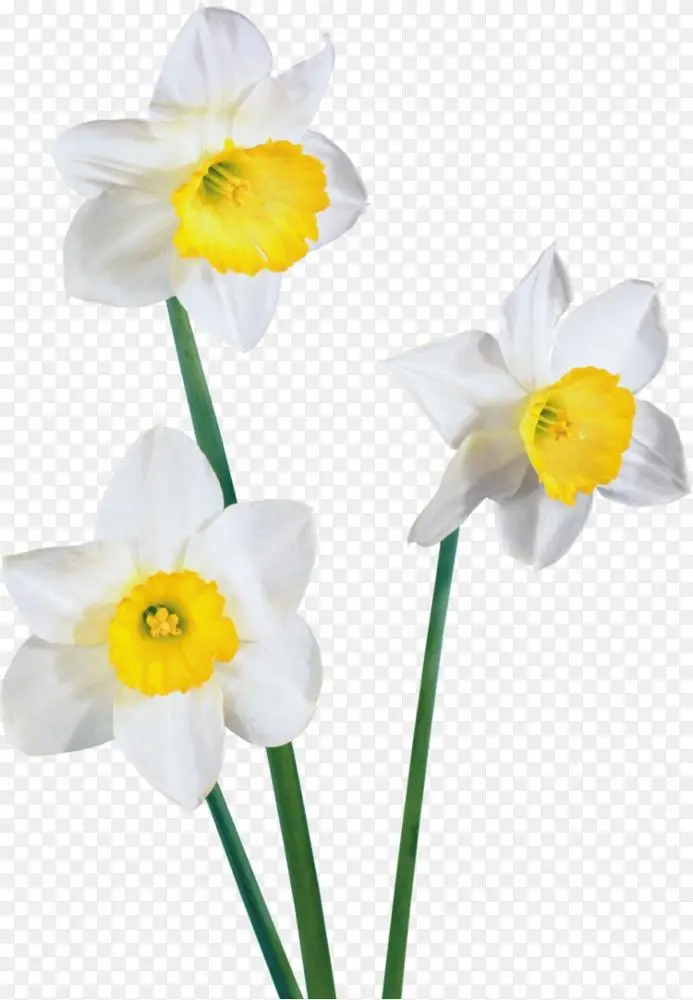 水彩画 花白番红花png图片素材免费下载 图片编号6877 Png素材网